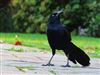 Photo of Great-tailed Grackle at Holbury, Hampshire. Taken by Peter Honeysett on 18th November 2025.