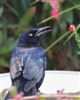 Photo of Great-tailed Grackle at Holbury, Hampshire. Taken by Peter Honeysett on 18th November 2025.