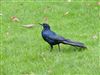 Photo of Boat-tailed Grackle at Holbury, Hampshire. Taken by Keith Simpson on 22nd November 2025.