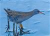 Photo of Water Rail at Titchfield Haven, Hampshire. Taken by Darryl Gorman on 21st November 2025.