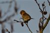Lesser Redpoll