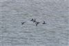 Velvet Scoter
