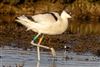 Avocet