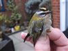 Firecrest