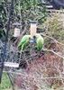 Ring-necked Parakeet