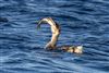 Photo of Great Crested Grebe at Blashford Lakes - Ibsley Water, Hampshire. Taken by Andy Tew on 10th December 2025.