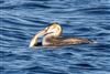 Photo of Great Crested Grebe at Blashford Lakes - Ibsley Water, Hampshire. Taken by Andy Tew on 10th December 2025.