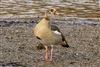Photo of Egyptian Goose at Lower Test Marshes, Hampshire. Taken by Andy Tew on 11th December 2025.