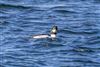 Goldeneye