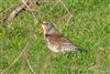 Fieldfare