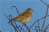 Corn Bunting