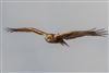 Photo of Marsh Harrier at Lower Test Marshes, Hampshire. Taken by Andy Tew on 20th December 2025.