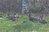 Photo of Greater White-fronted Goose at Ibsley, Hampshire. Taken by Andy Tew on 26th December 2025.