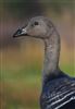 Photo of Dark-bellied Brent Goose at Farlington Marshes, Hampshire. Taken by Ben Hayward on 28th December 2025.