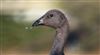 Photo of Dark-bellied Brent Goose at Farlington Marshes, Hampshire. Taken by Ben Hayward on 28th December 2025.