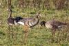 Photo of Greater White-fronted Goose at Lower Pennington Lane, Hampshire. Taken by Andy Tew on 30th December 2025.