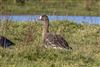 Photo of Greater White-fronted Goose at Lower Pennington Lane, Hampshire. Taken by Andy Tew on 30th December 2025.