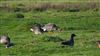 Photo of Greater White-fronted Goose at Farlington Marshes, Hampshire. Taken by Ben Hayward on 30th December 2025.
