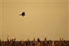 Photo of Marsh Harrier at Farlington Marshes, Hampshire. Taken by Ian Drain on 31st December 2025.