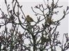 Corn Bunting