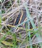 Jack Snipe
