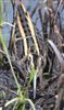 Jack Snipe
