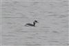 Red-necked Grebe
