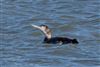 Great Northern Diver