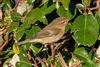 Chiffchaff