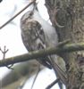 Treecreeper