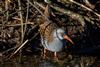 Water Rail