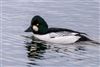 Goldeneye