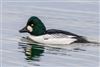Goldeneye