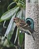 Lesser Redpoll