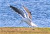 Great Black-backed Gull