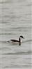 Red-necked Grebe