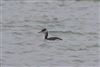 Red-necked Grebe