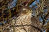 Sparrowhawk