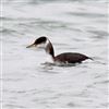 Red-necked Grebe