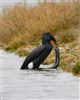 Cormorant