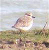 Grey Plover