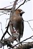 Hawfinch