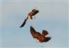 Marsh Harrier
