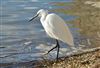 Little Egret