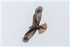 Marsh Harrier