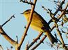 Chiffchaff