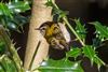Firecrest