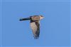 Sparrowhawk