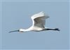 Spoonbill