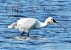 Spoonbill